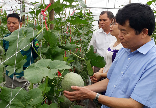 Sản xuất nông nghiệp công nghệ cao: Hiệu quả từ một mô hình