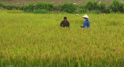 Gần 224 triệu đồng hỗ trợ sản xuất gạo Bao thai Định Hóa