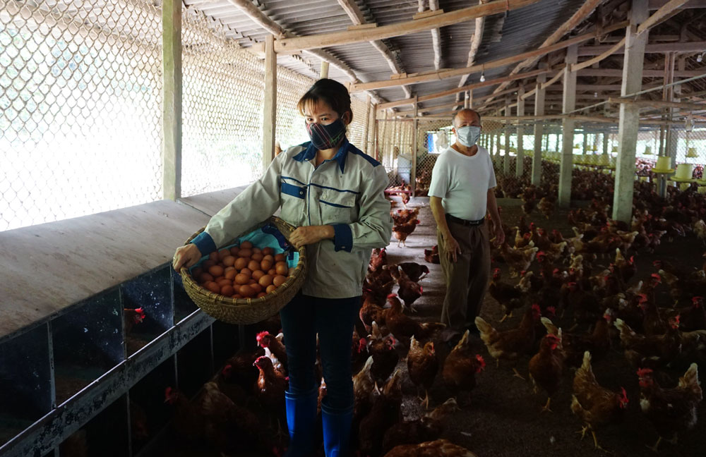 Chủ động bảo vệ đàn vật nuôi