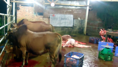  Bắt quả tang hai cơ sở bơm nước vào gia súc trước khi giết mổ 