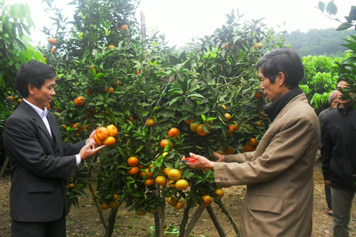 Cam Canh trên đất Phúc Thuận