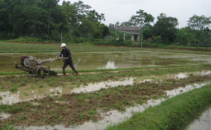 Đại Từ: Gieo cấy được gần 50% diện tích lúa xuân