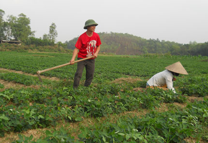 Tập trung chăm bón cây  mầu vụ xuân