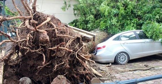 Bồi thường 1,6 tỷ cho 66 xe hư hại bởi "cuồng phong" Hà Nội