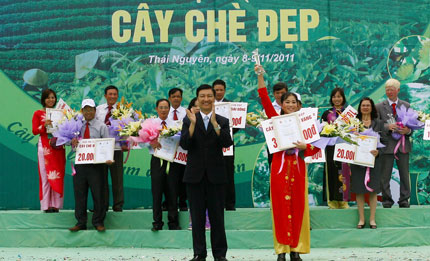 Xây dựng thương hiệu chè có uy tín, giá trị kinh tế cao