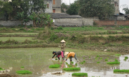 Tiến độ gieo cấy lúa xuân bị chậm
