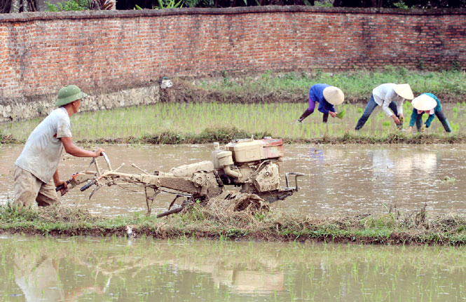 Đồng Hỷ khẩn trương sản xuất vụ mùa