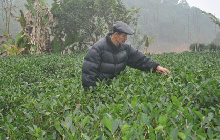 Nặng lòng với cây chè