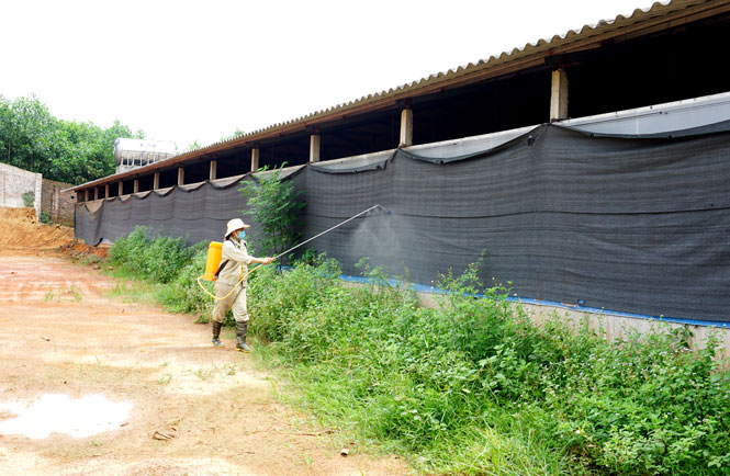 Từng bước tái đàn khôi phục chăn nuôi