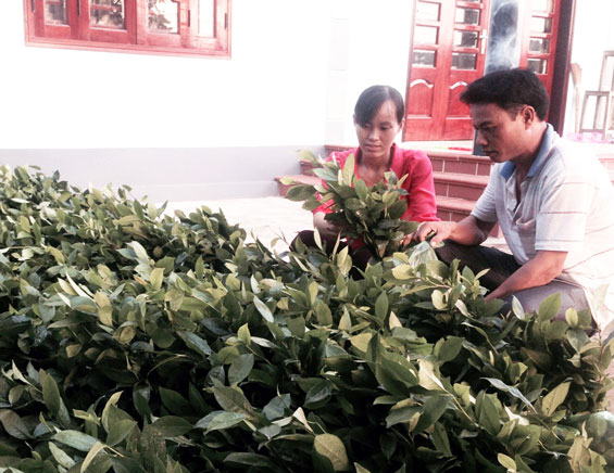 Trồng mới, trồng lại 100ha chè cành