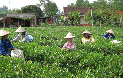 Chỉnh trang nương chè đón khách