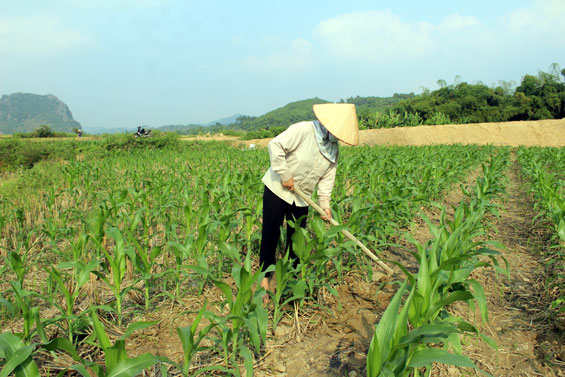 Trồng xen canh cây màu giúp nâng cao hiệu quả kinh tế