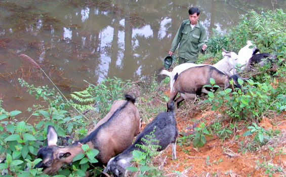 Dự án chăn nuôi dê phát huy hiệu quả tốt
