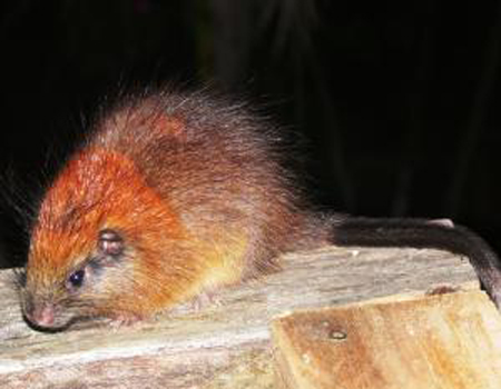 Chuột đầu đỏ tái xuất sau hơn 100 năm