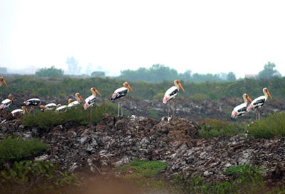 Vườn quốc gia Xuân Thủy