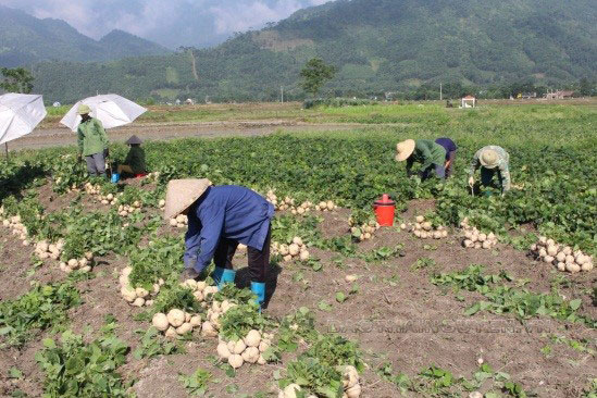 Củ đậu được mùa nhưng khó tiêu thụ