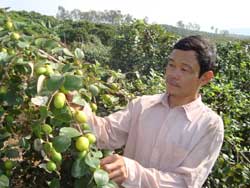 Phổ Yên: Trồng 5 ha táo giống mới