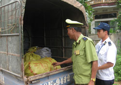 Thái Nguyên tăng cường các biện pháp chống dịch tai xanh