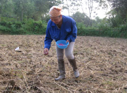 Phấn đấu gieo trồng 15. 875 ha cây màu  vụ đông