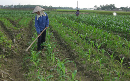 Tích cực chăm bón cây vụ đông