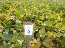 36 tấn đỗ tương giống được hỗ trợ giá