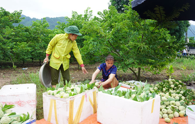 Nâng tầm thương hiệu na La Hiên