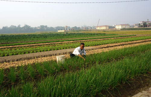 Gần 400 ha đất trồng lúa bị hạn