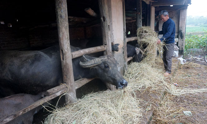 Chủ động phòng, chống rét cho đàn vật nuôi