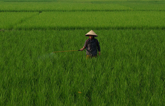 Phú Bình: Xuất hiện sâu bệnh gây hại lúa mùa