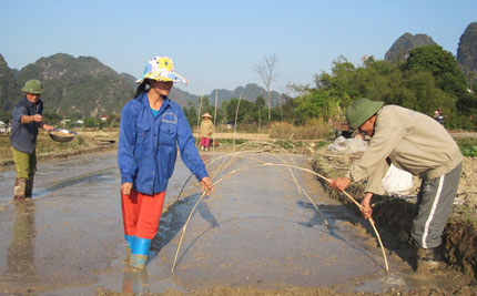 Võ Nhai sản xuất vụ xuân