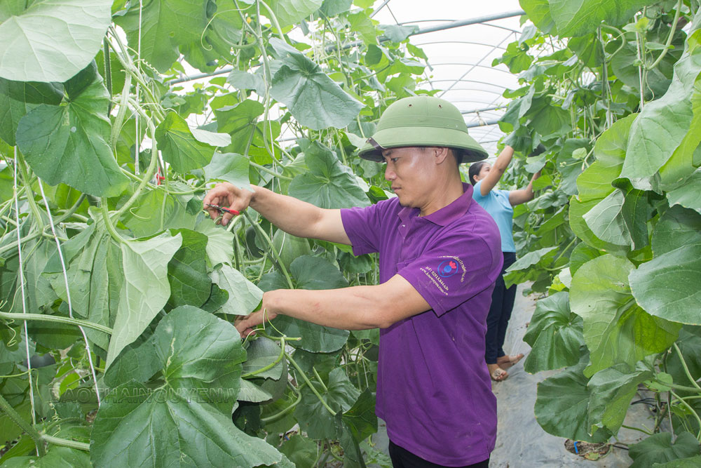 Thu hàng trăm triệu đồng từ mô hình nhà lưới 