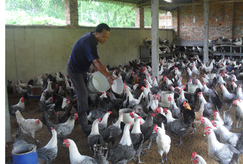 Thành công từ mô hình nuôi gà đẻ trứng