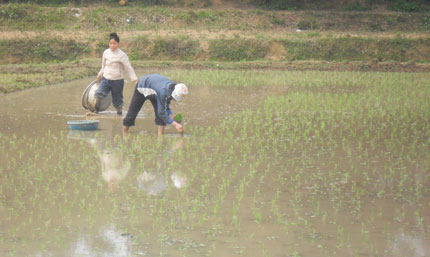 Phổ Yên: Gieo cấy được trên 90% diện tích lúa xuân
