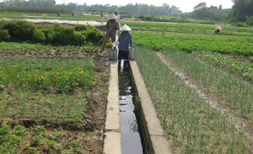 Giống cho trồng cây vụ đông