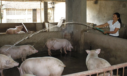 Người cán bộ phụ nữ làm kinh tế giỏi