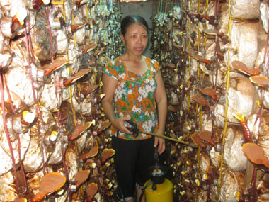 Người trồng nấm mong có đầu ra ổn định