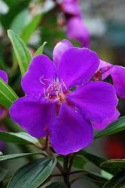 Trồng 1.000 chậu hoa mua tím chất lượng cao