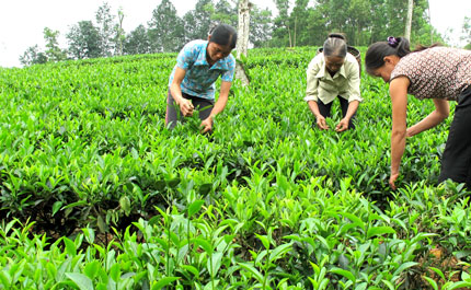 Mô hình phù hợp với phụ nữ nghèo