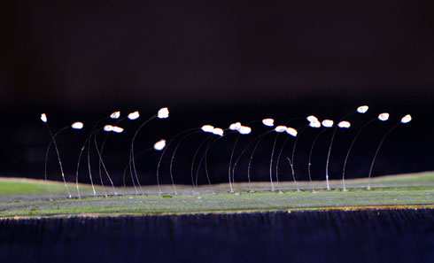 Hoa Ưu Đ&agrave;m mọc tr&ecirc;n l&aacute; sả; c&oacute; thể nở tr&ecirc;n kim loại, tượng Phật... 