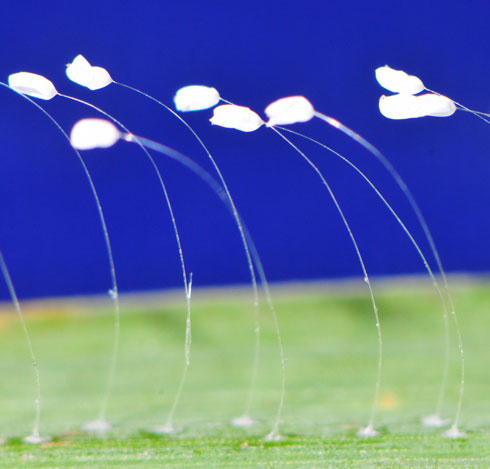 Loài hoa "3.000 năm nở một lần" khoe sắc ở Phú Yên