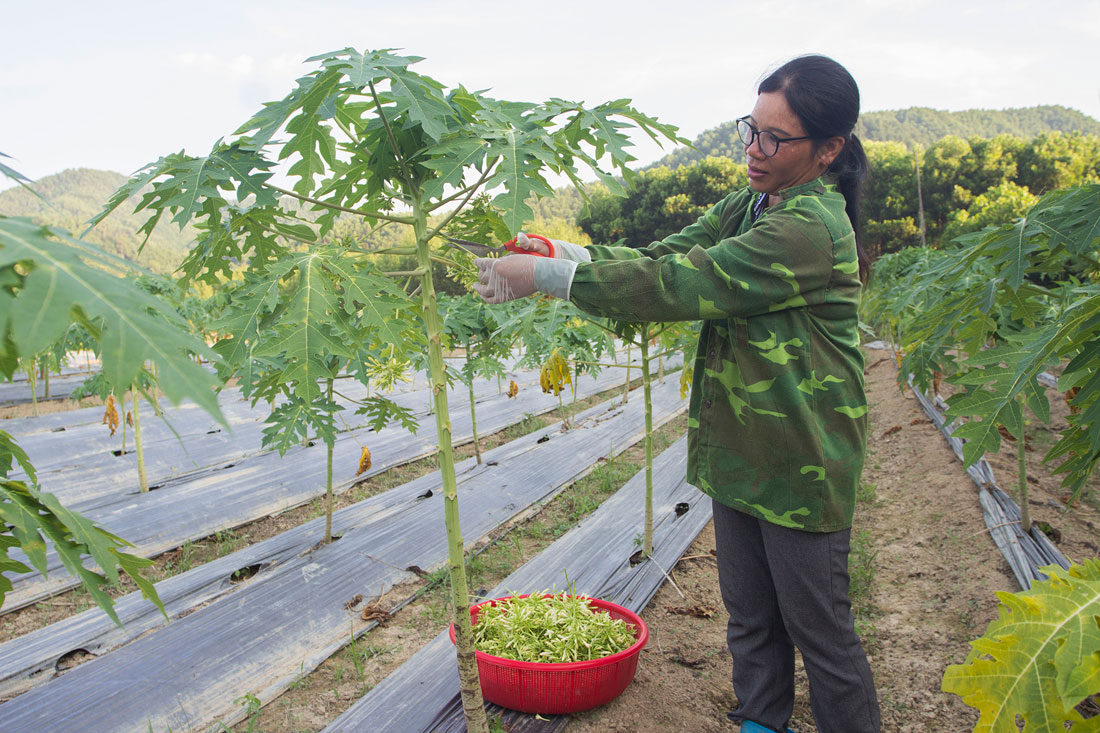 Sản phẩm đắt giá của nông dân Liên Minh
