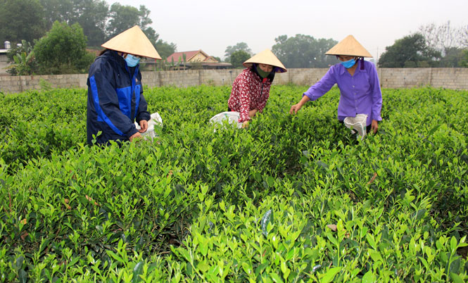 Nỗ lực giải quyết việc làm ở Phú Lương