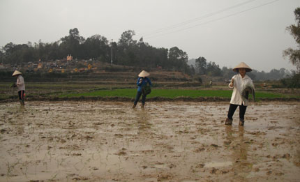 Nô nức xuống đồng