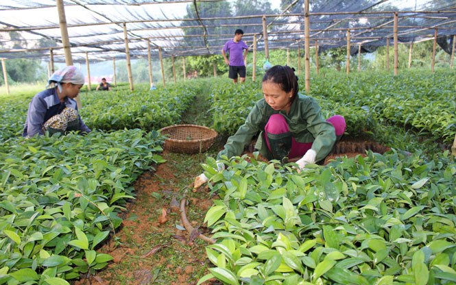 Định Hóa: Phấn đấu trồng trên 1.230ha rừng