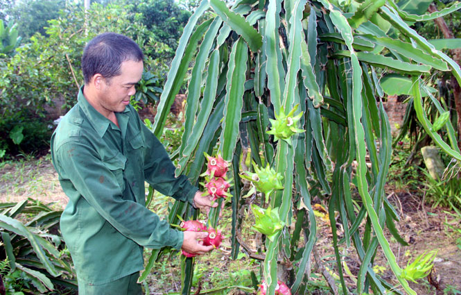 Định Hóa: Hơn 4.000 hộ nông dân đạt danh hiệu sản xuất, kinh doanh giỏi 