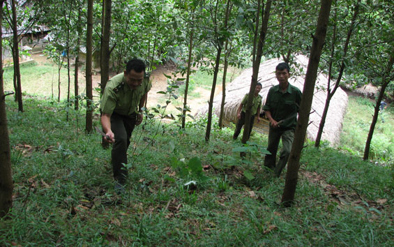 No ấm từ những cánh rừng