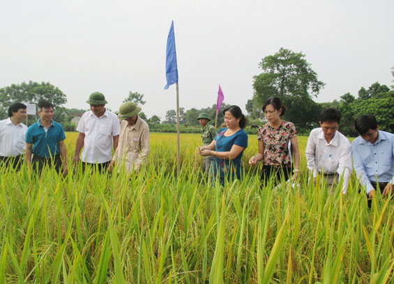 Giống lúa mới cho năng suất 60-70 tạ/ha