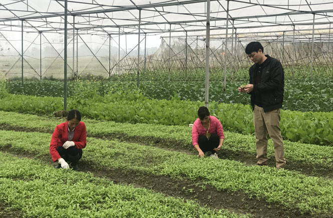 Dệt ước mơ trên đồng ruộng