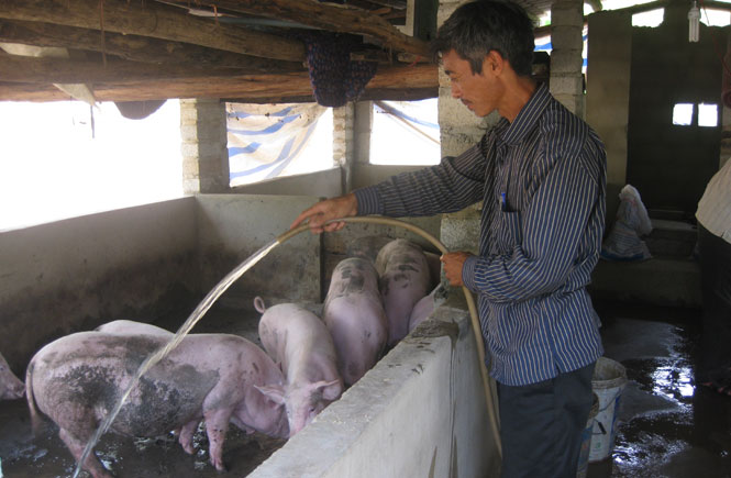 Hỗ trợ nông hộ nâng cao chất lượng đàn vật nuôi