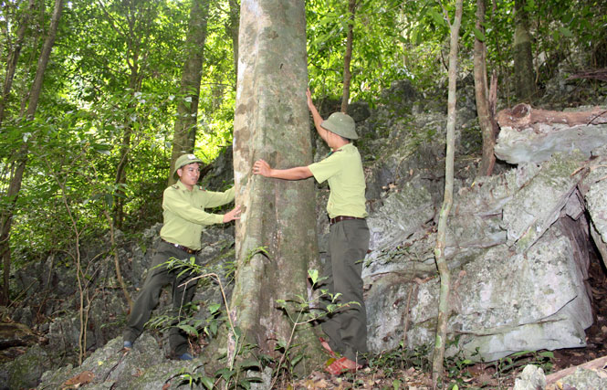 Lực lượng kiểm lâm: Nhiều giải pháp sau cắt giảm hợp đồng